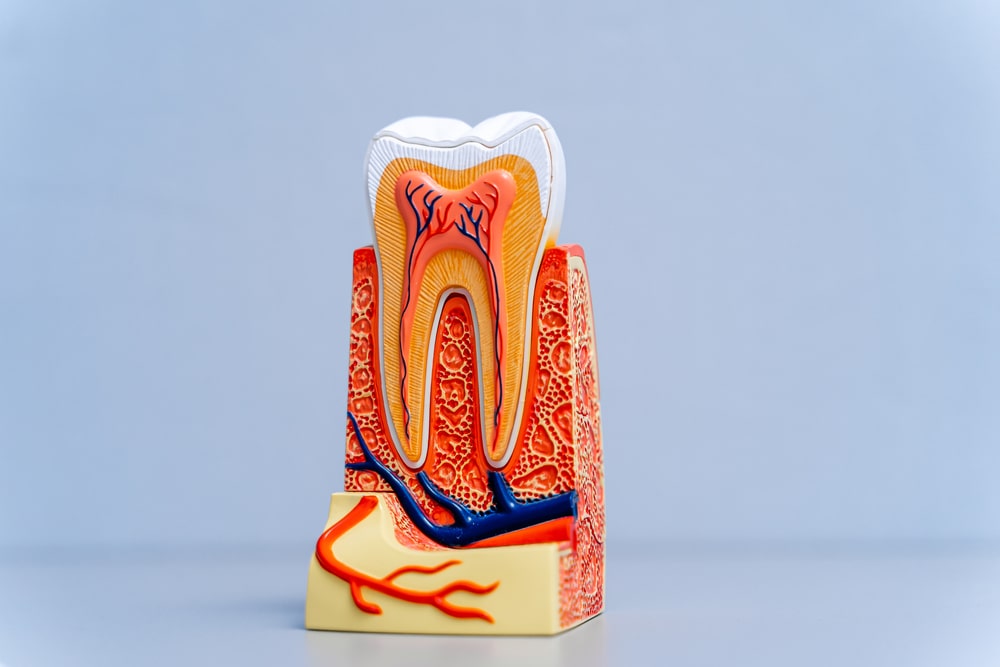 Plastic educational teeth model for dentists