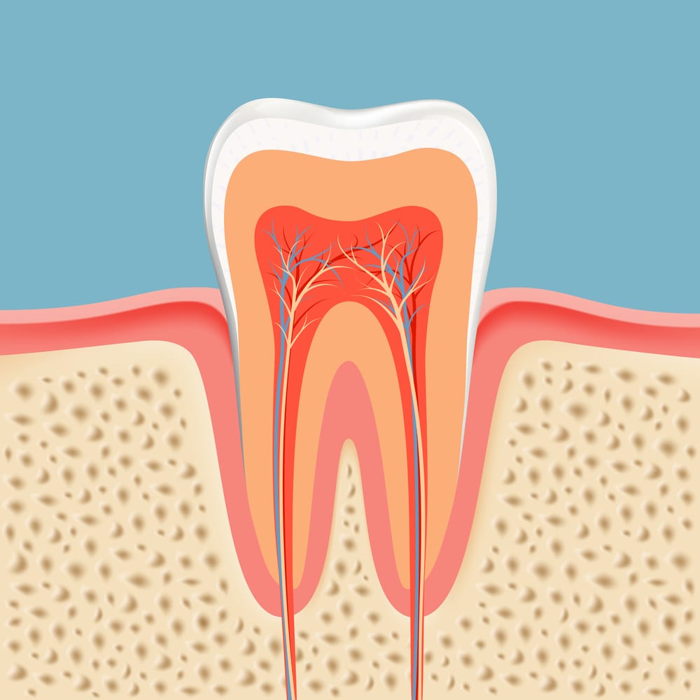 human tooth in a cut