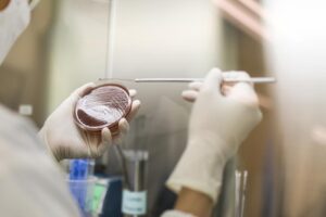 A research laboratory Streak colony on a petri dish in microbiology lab