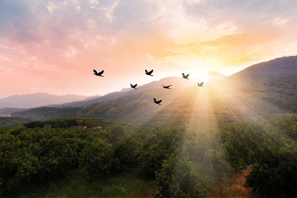 Silhouette flock of birds flying over the valley on sunbeam twilight sky