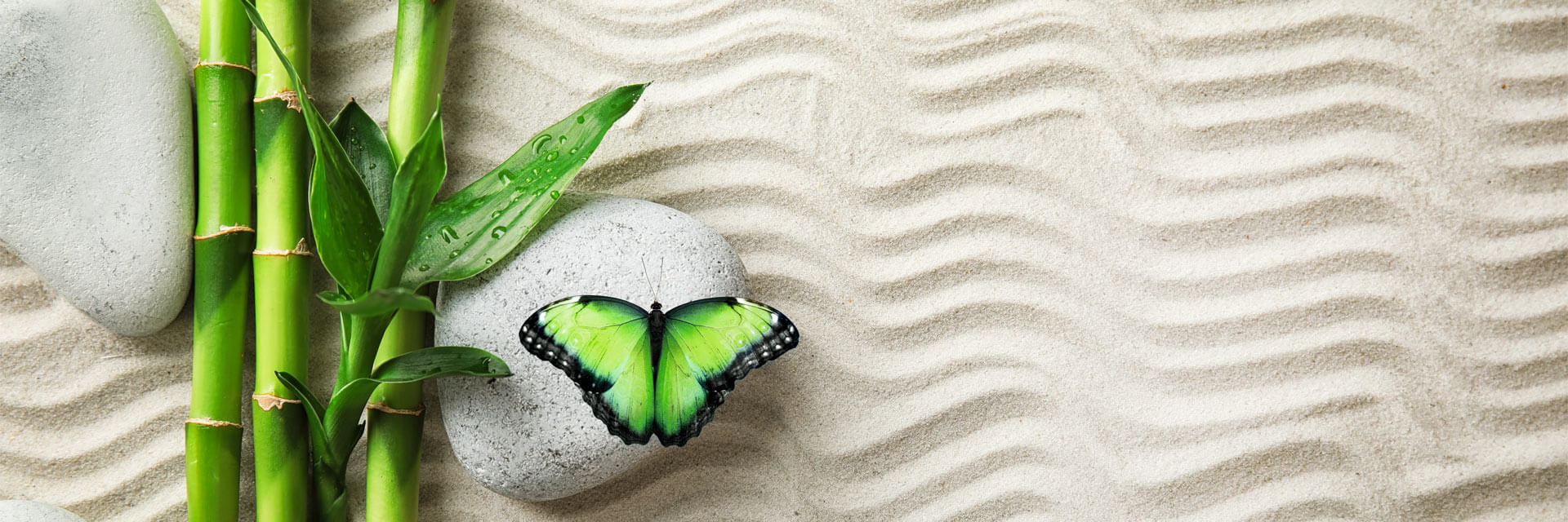 Butterfly with bamboo branches and stones