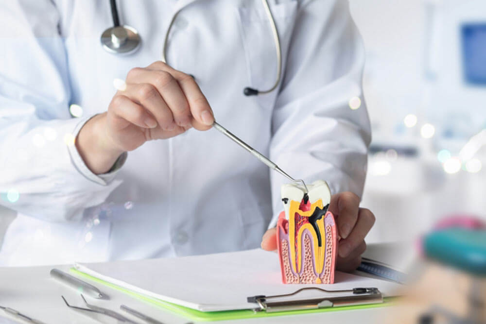 Doctor pointing at dental model