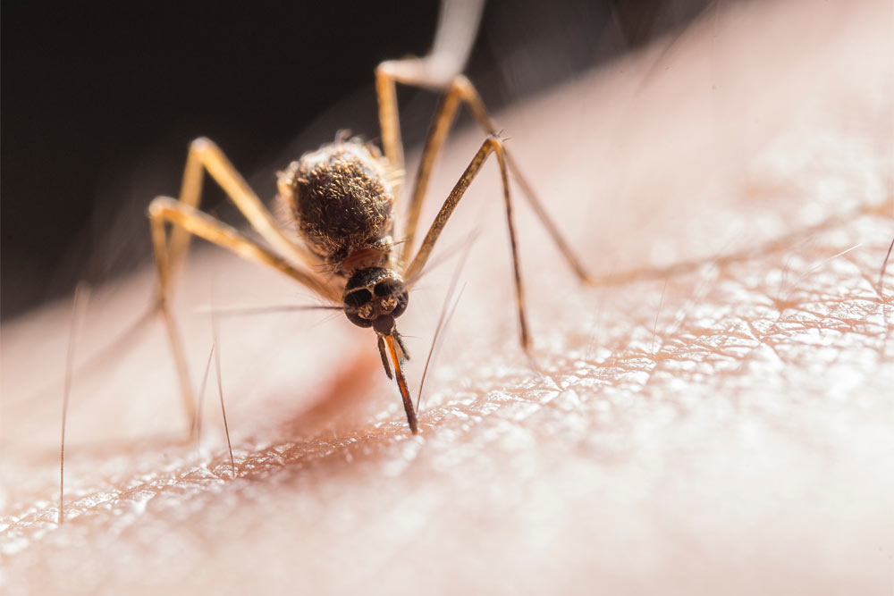 Mosquitoe on human skin
