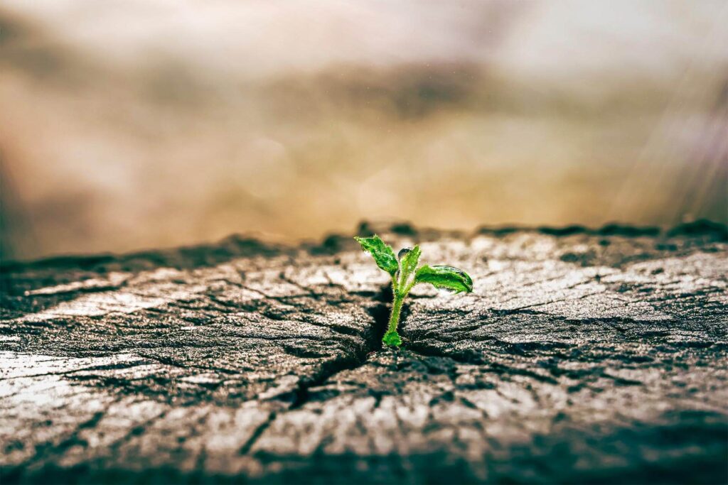 A strong seedling growing in the old center dead tree