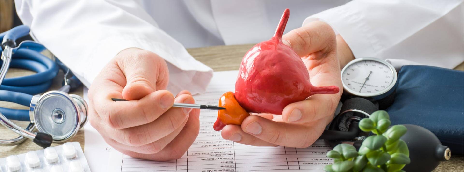 physician shows to patient shape of prostate gland