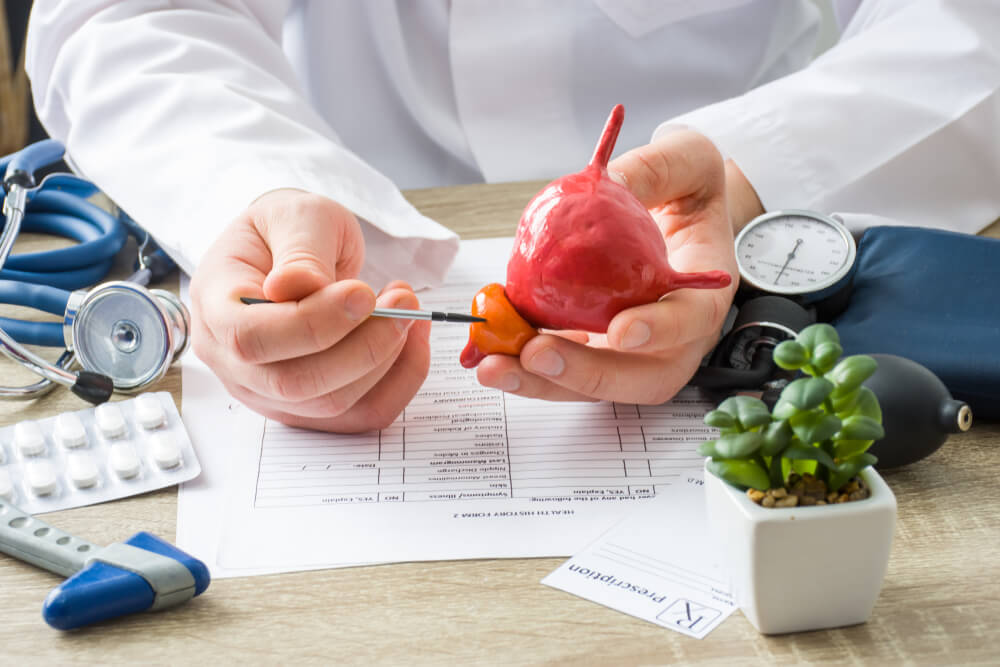 physician shows to patient shape of prostate gland