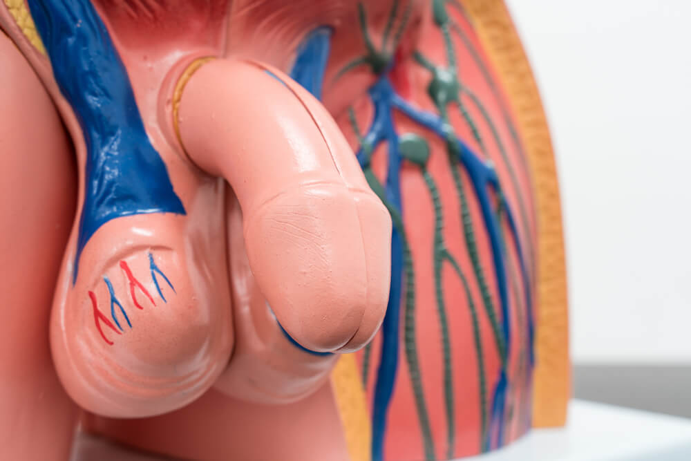 Human Internal organs dummy