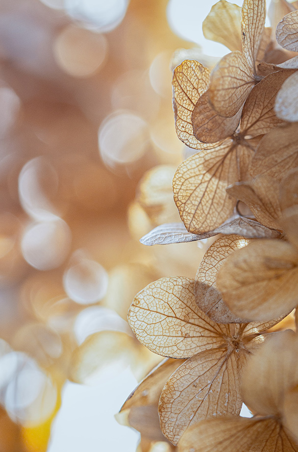 Beautiful flowers