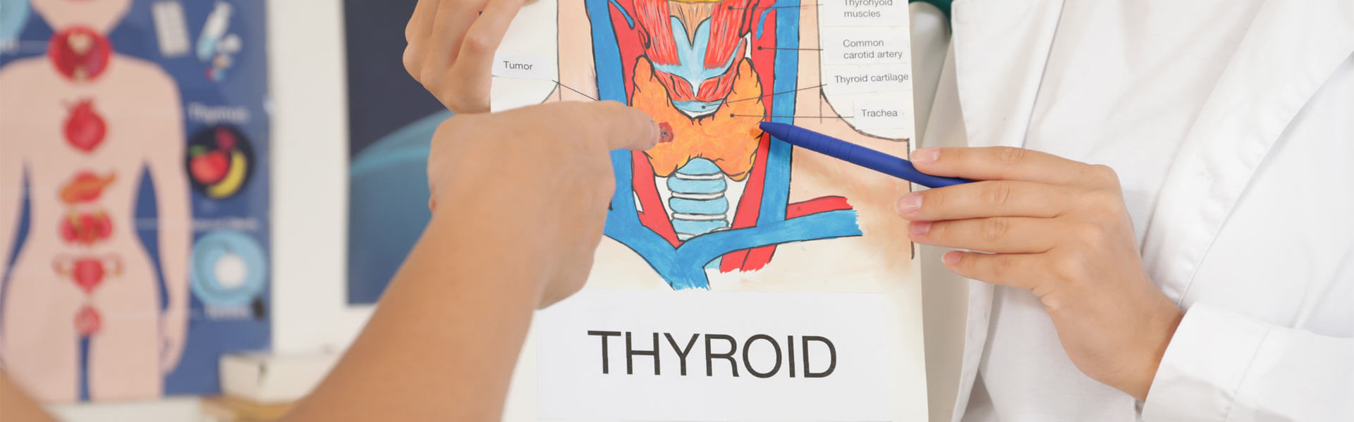 Endocrinologist showing structure of thyroid gland to woman in clinic