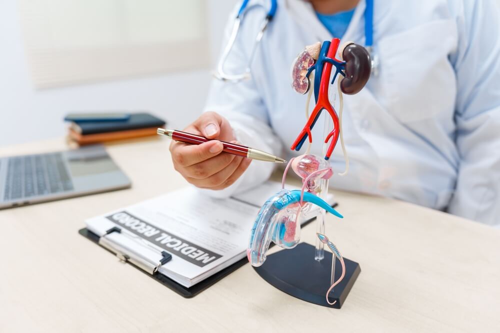 doctor examining a model of the male urinary system
