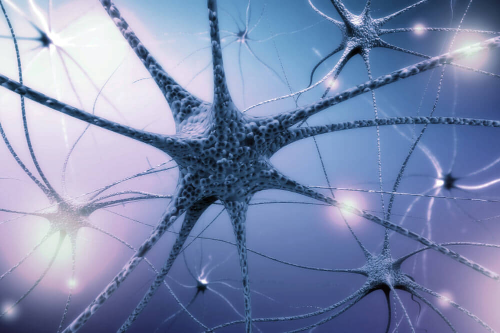 Human Nervous System