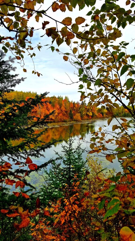 Red leaves on lake
