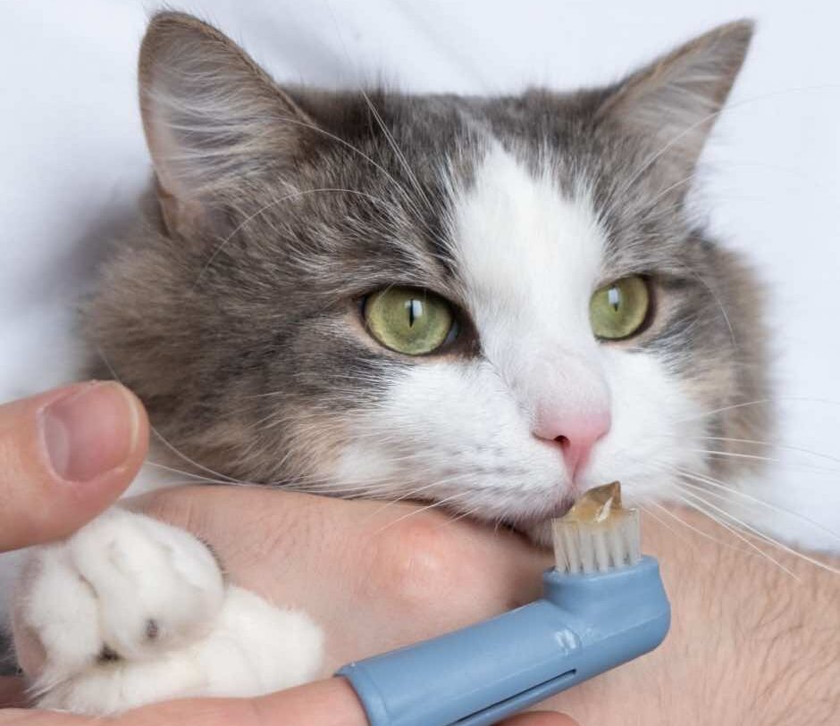 toothbrush for animals. man brushes teeth of a gray cat. animal care concept