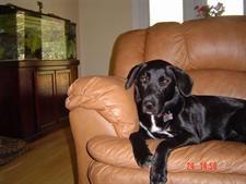 a black labrador on a sofa