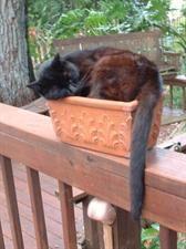 a black cat sleeping in a terracotta planter