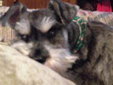 a Schnauzer, likely a Miniature or Standard Schnauzer