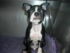 a Boston Terrier puppy