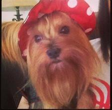 a Yorkshire Terrier with a red hat