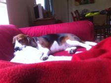 a Beagle sleeping on red sofa