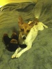 a type of terrier on a grey carpet