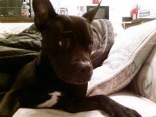 a black Pit Bull type breed on a sofa