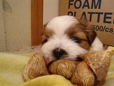 a small, fluffy puppy, sleeping