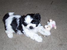 a Shih Tzu puppy.