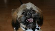 Dog_Groomer_002