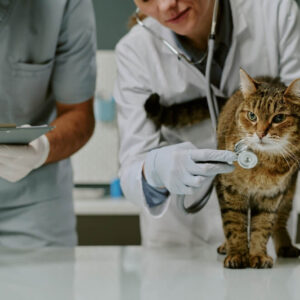 Pet Allergy Treatment