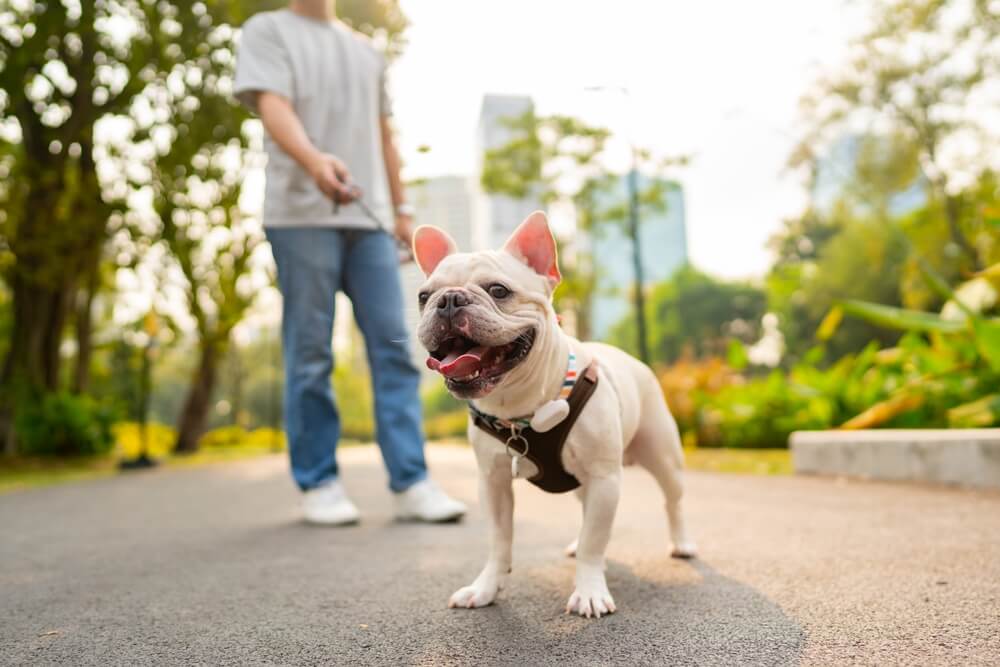 Primary Veterinary Care