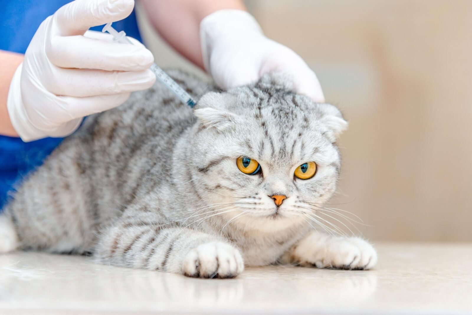 Veterinarian doing vaccination to beauty cat lying on table