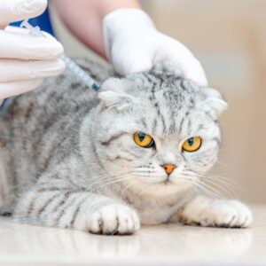 Veterinarian doing vaccination to beauty cat lying on table