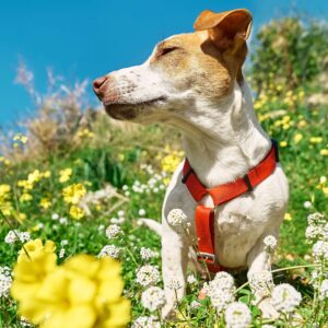 a terrier sniffing air in white and yellow flowers in spring meadow