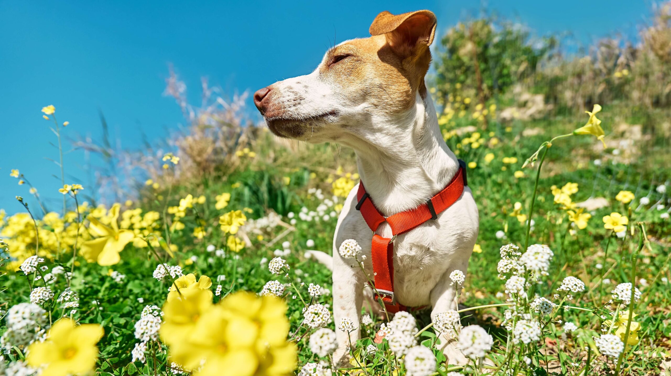 a terrier sniffing air in white and yellow flowers in spring meadow