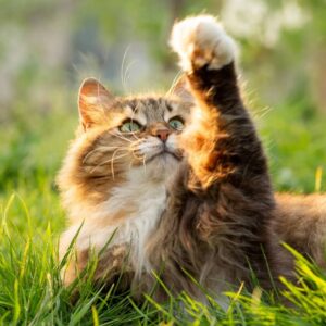 a fluffy Siberian red cat walking on nature in garden on background of green grass