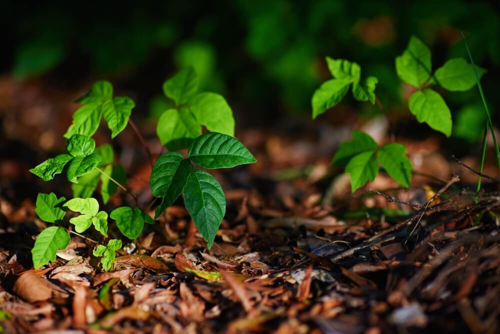 Poison Ivy