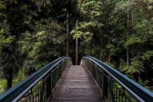 bridge in jugle