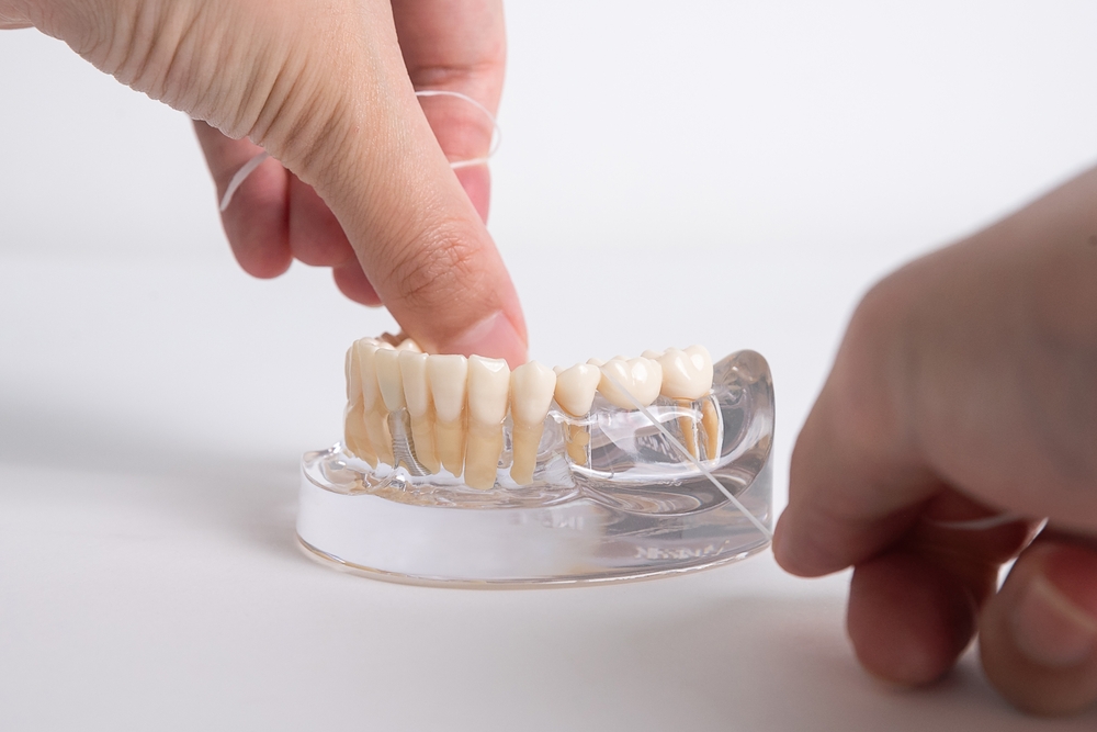 Flossing on a dental bridge model on a white background