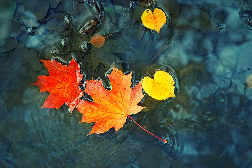 Autumn background. bright yellow-orange fallen maple leaves in dark blue water