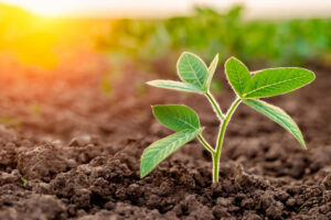 Young plant growth from spouts on black soil against shiny sun rays on background
