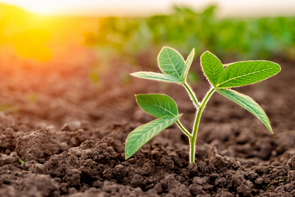 Young plant growth from spouts on black soil against shiny sun rays on background