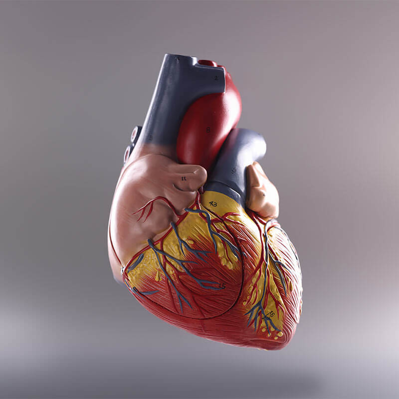 Anatomy of human heart