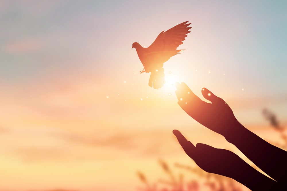 Silhouette hand of woman praying and free bird enjoying nature on sunrise