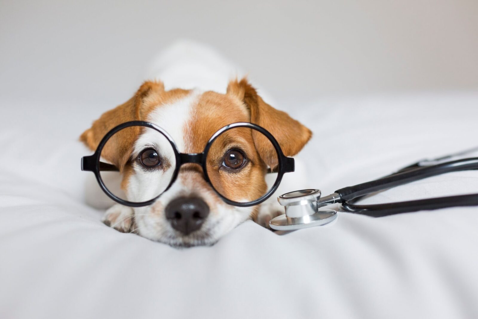 Portrait of a cute young small dog sitting on bed. Wearing stethoscope and glasses