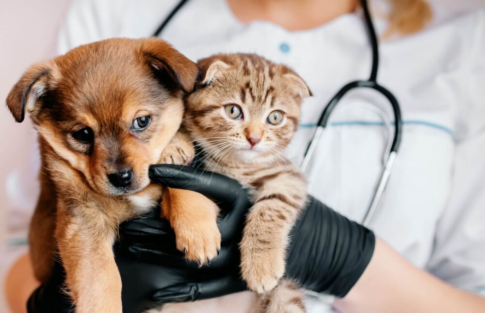 Veterinarian in black gloves with a dog and a cat in his hands