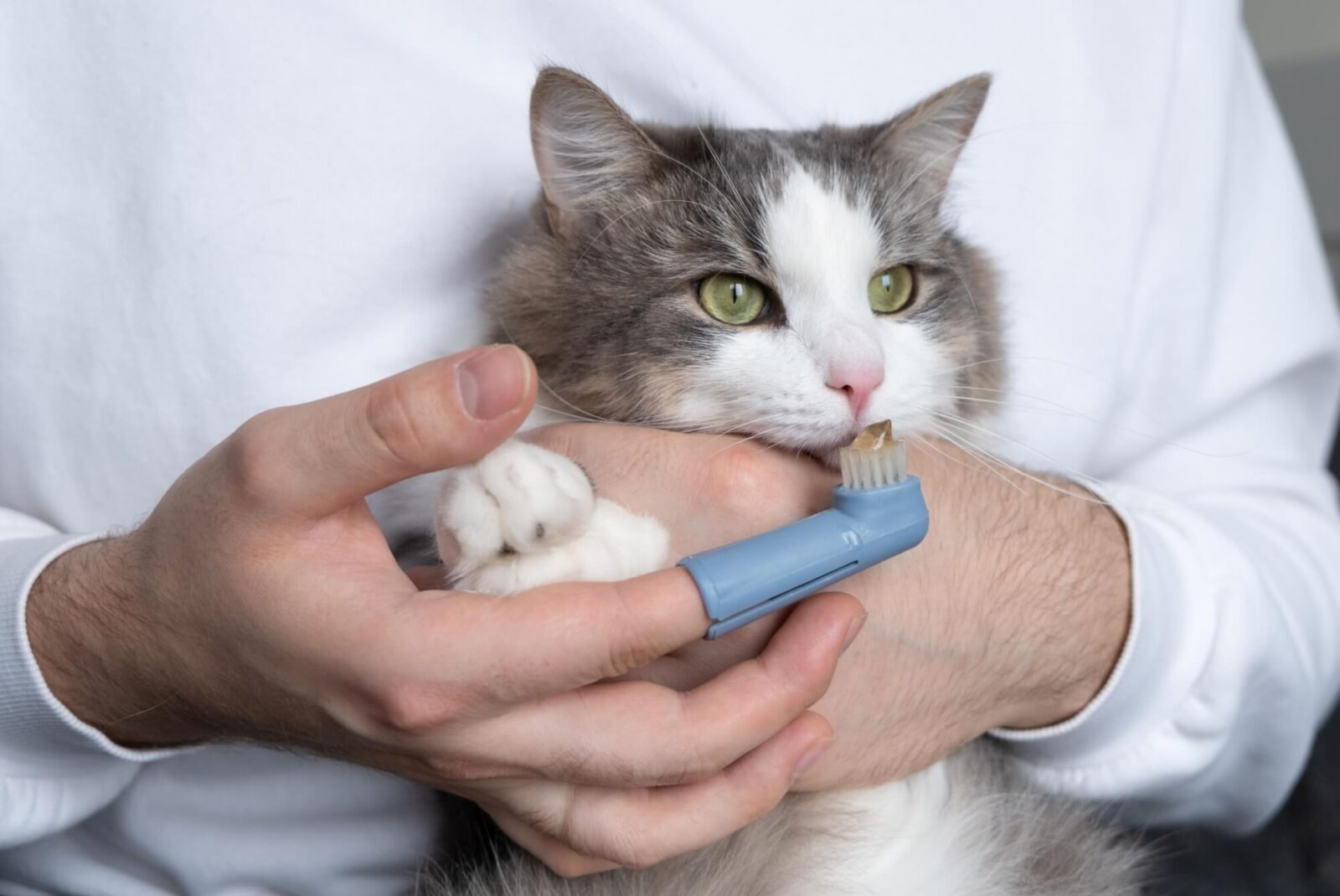 toothbrush for animals. man brushes teeth of a gray cat. animal care concept