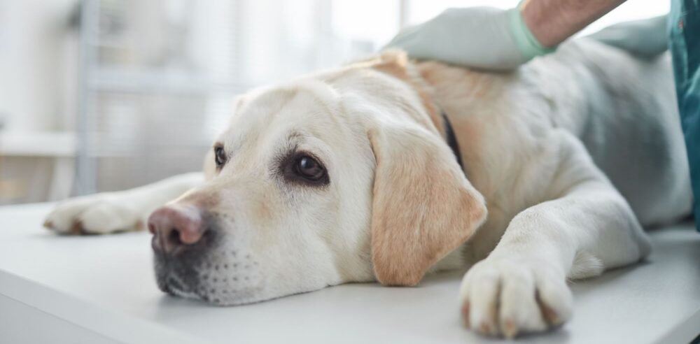 Close up of white Labrador dog lying on examination table