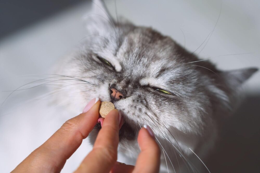 Cat receiving a medicine in a pill. Owner gives a pill to sick cat