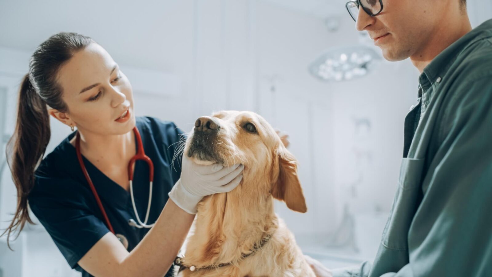 Young Handsome Man with Glasses Holds His Beloved Pet Golden Retriever at a Modern Veterinary Clinic