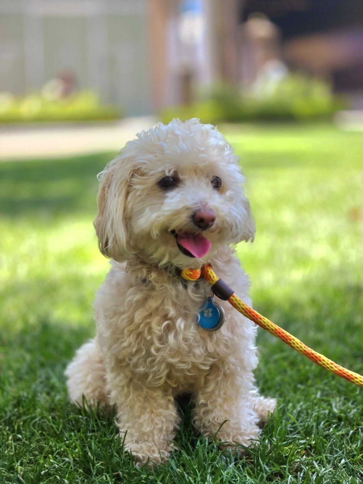 photo of poodle on the grass